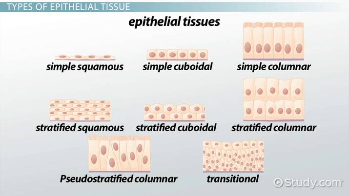 Epithelial Tissue Flow Chart