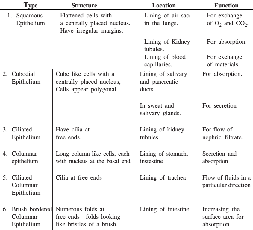 Epithelial Tissue Flow Chart