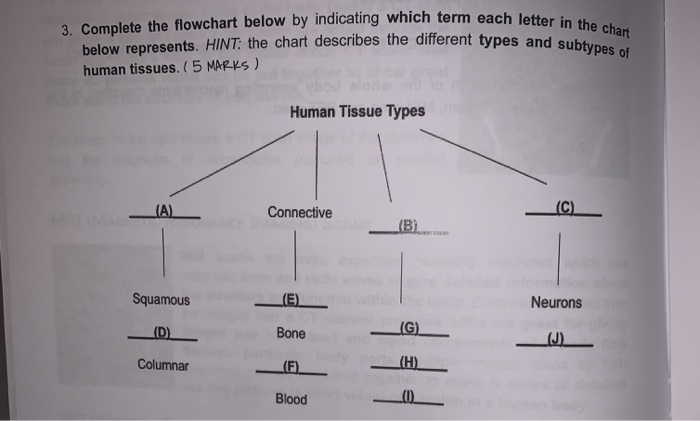 Epithelial Tissue Flow Chart