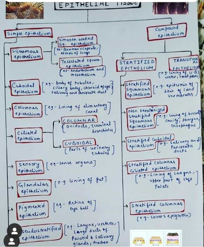 Epithelial Tissue Wall Chart