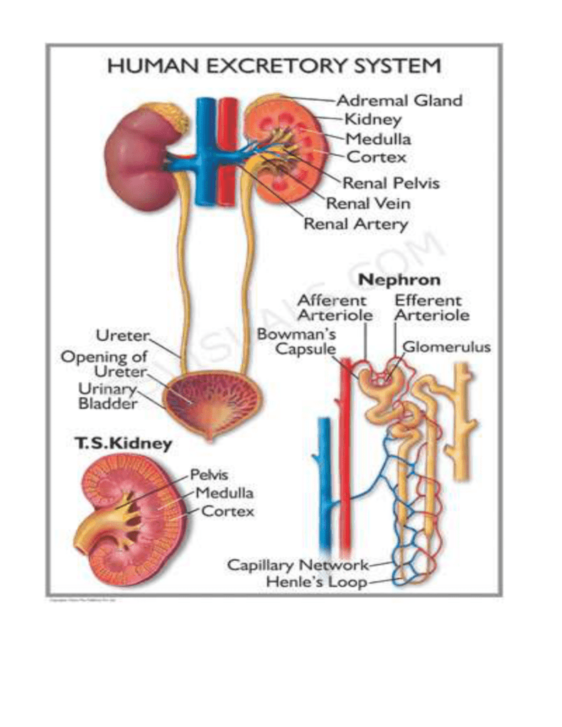 Excretory System Excretory System Human Anatomy Chart Vrogue co