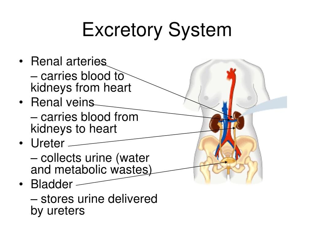 Excretory System Flow Chart