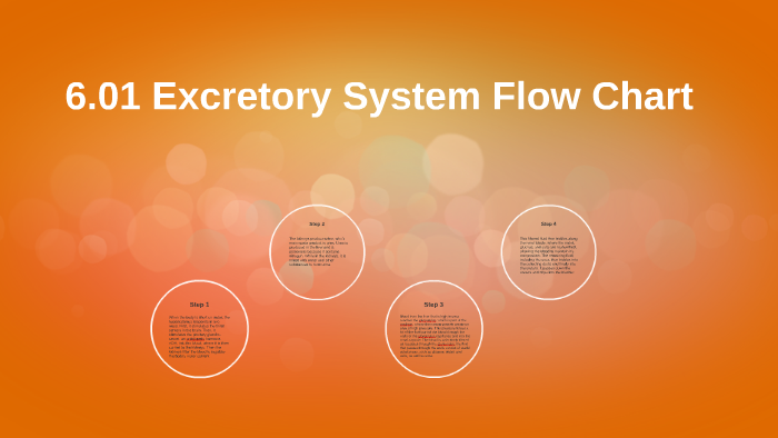 Excretory System Flow Chart
