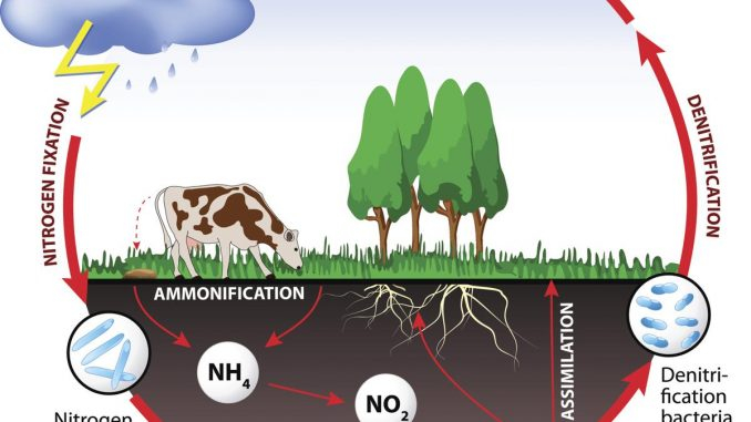 Explain Nitrogen Cycle With Flow Chart Ponasa
