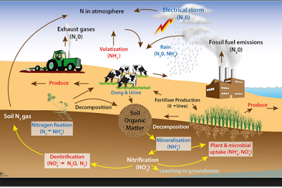 Explain Nitrogen Cycle With Flow Chart Ponasa