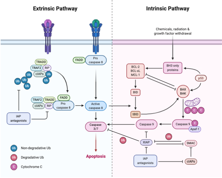 Extrinsic And Intrinsic Apoptosis BioRender Science Templates