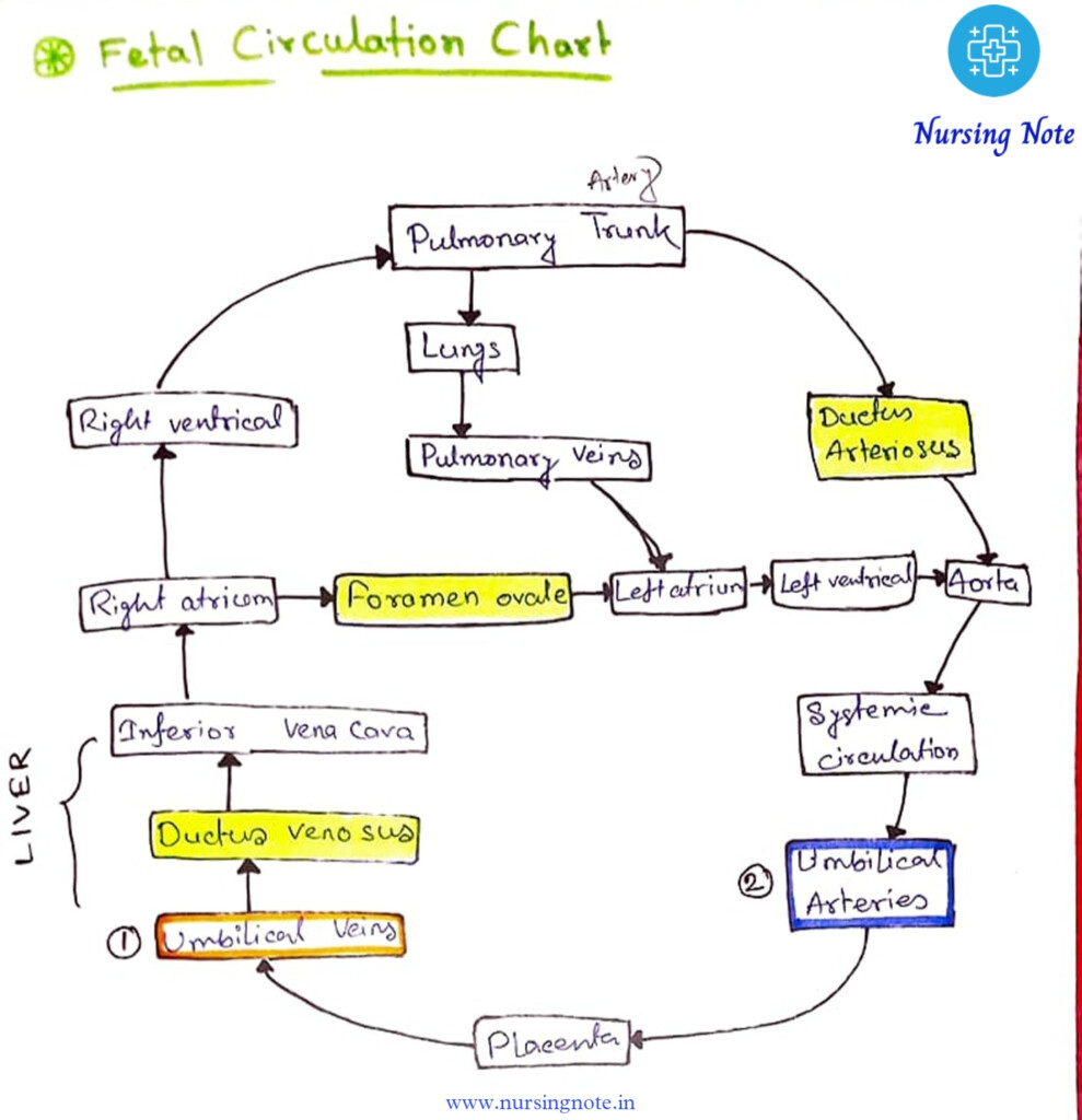 Fetal Circulation Definition Umbilical Cord And Fetal Circulation 