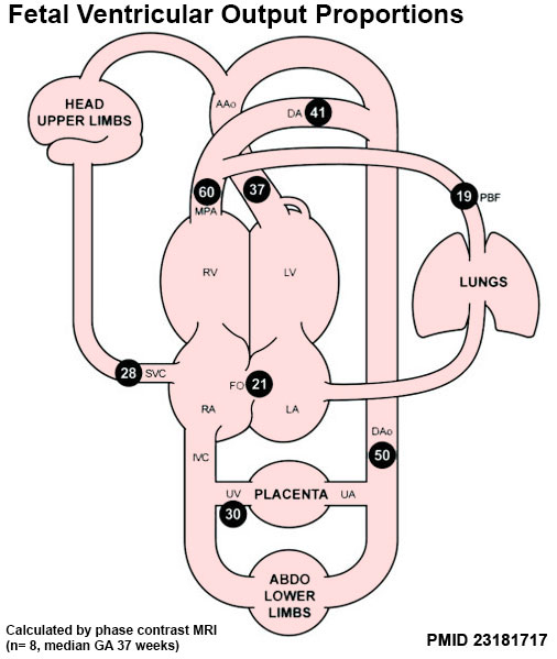 Fetal Circulation Diagram Blood Flow