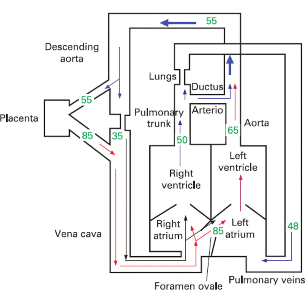 Fetal Circulation Diagram Blood Flow