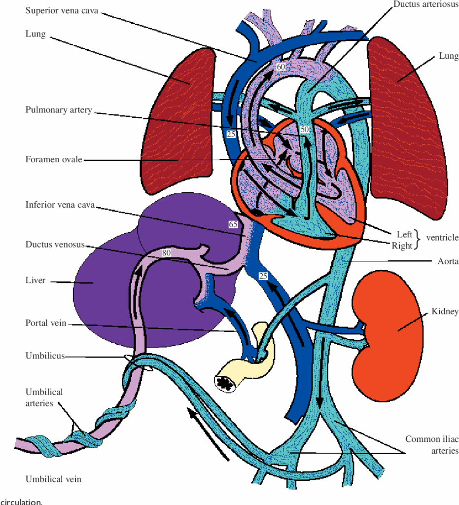 Fetal Circulation Diagram Blood Flow