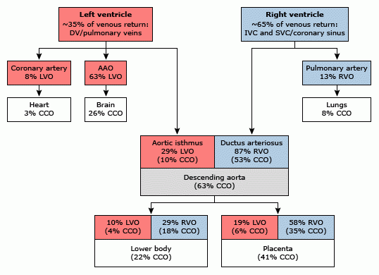 Fetal Circulation Diagram Blood Flow