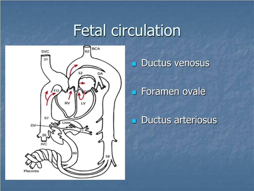 Fetal Circulation Diagram Blood Flow