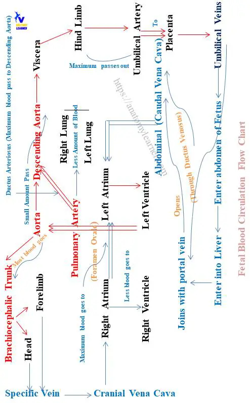 Fetal Circulation Flow Chart With Explanation AnatomyLearner 