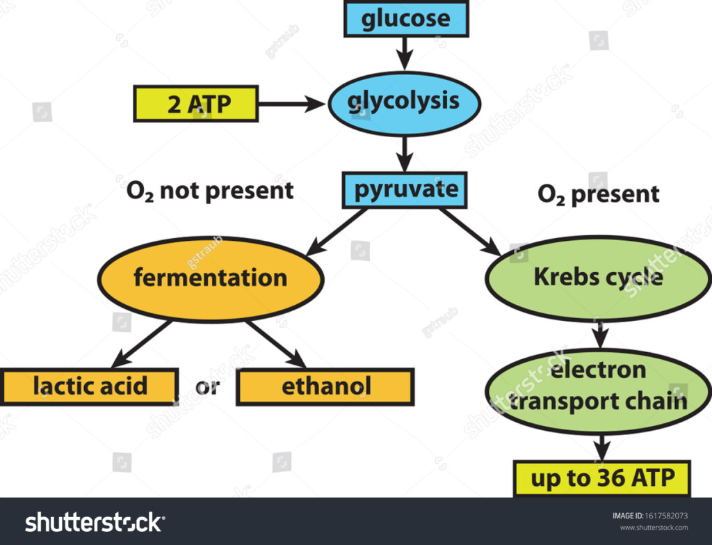 Flow Chart Cellular Respiration Pathways Stock Vector Royalty Free 