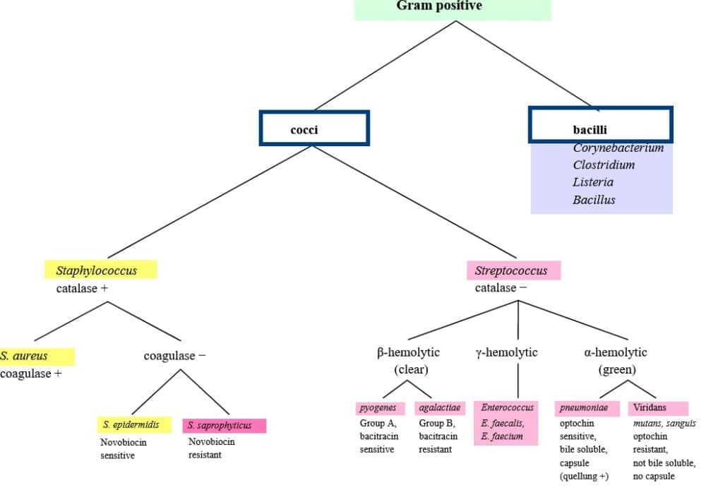 Flow Chart For Identifying Bacteria Gram Positive Bacteria Flow Chart 
