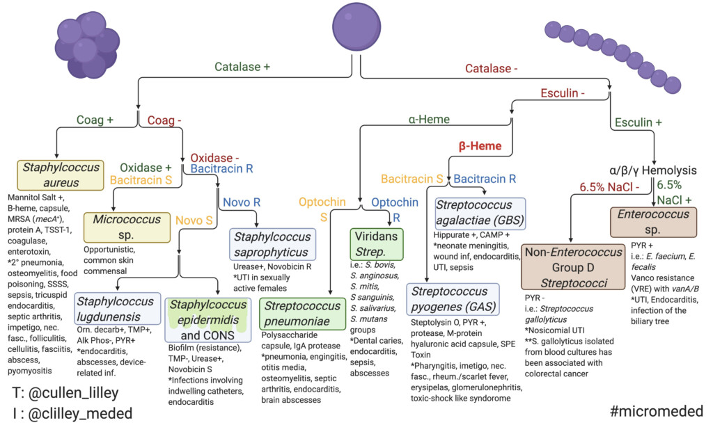 Flow Chart For Identifying Bacteria Gram Positive Bacteria Flow Chart 