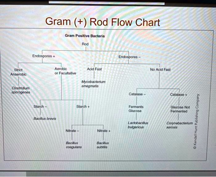 Flow Chart For Identifying Bacteria Gram Positive Bacteria Flow Chart 