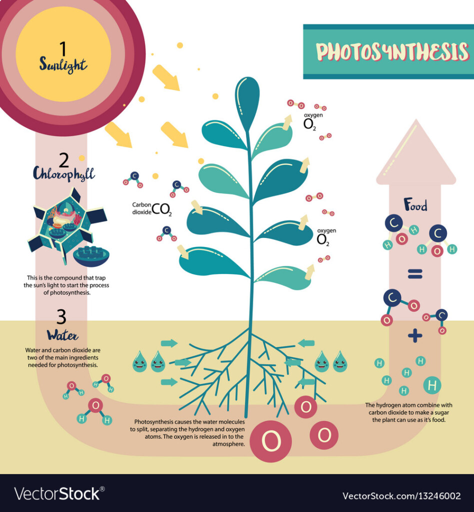 Flow Chart For Photosynthesis