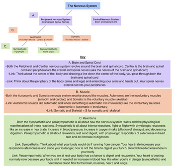 Flow Chart Nervous System The Best Porn Website