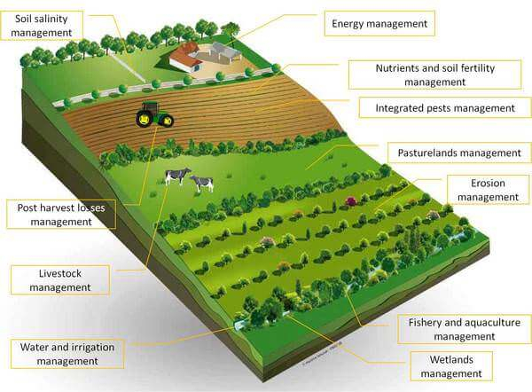 Flow Chart Of Agricultural Practices