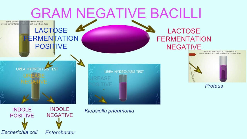 Flow Chart Of Gram Negative Bacteria