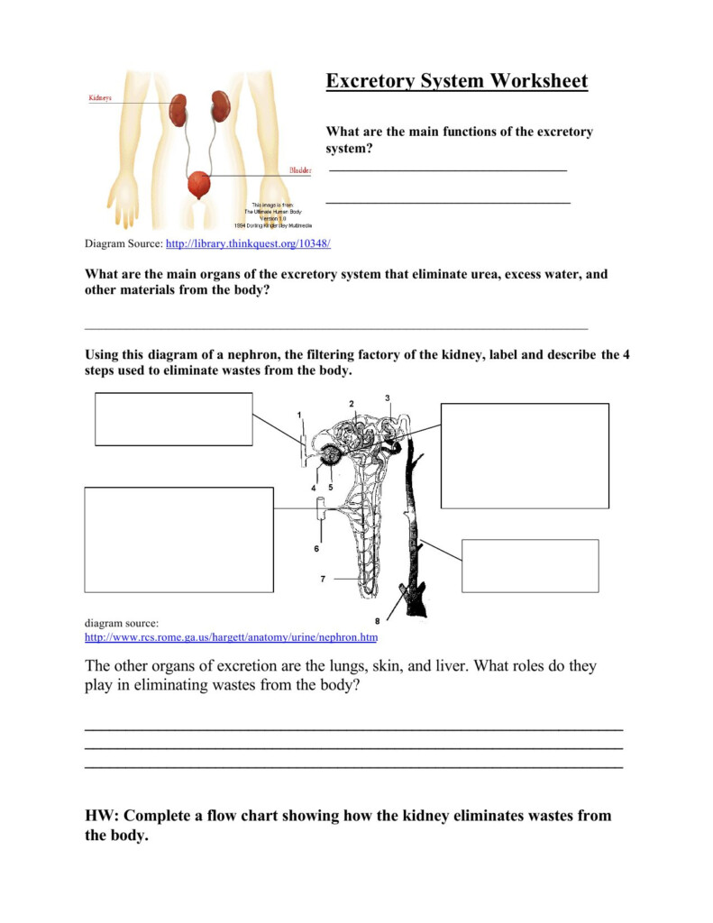 Flow Chart Of Human Excretory System Excretory System Diagram 