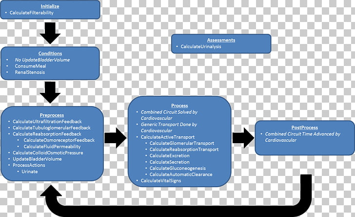 Flow Chart Of Human Excretory System Excretory System Flow Chart 