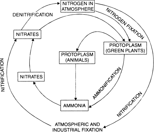 Flow Chart Of Nitrogen Cycle