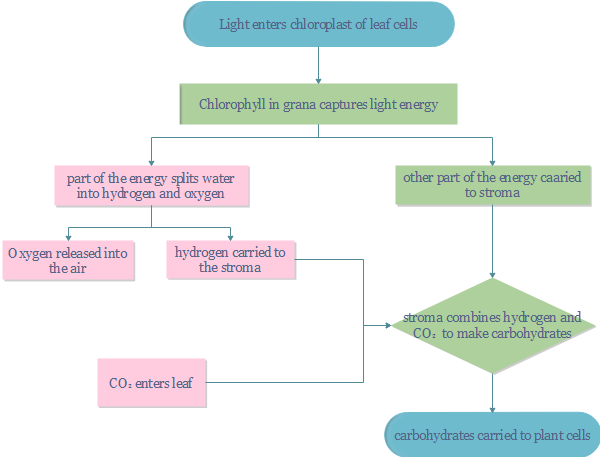 Flow Chart Of Photosynthesis Process