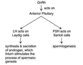 Flow Chart Of Spermatogenesis Draw A Flow Chart To Show The Hormonal 