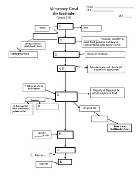 Flow Chart Of The Alimentary Canal Wkst By Paula Dillon TPT