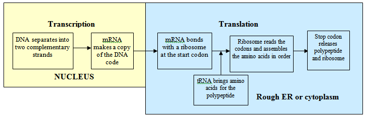 Flow Chart Of Translation Biology Molecular Basis Of Inheritance 