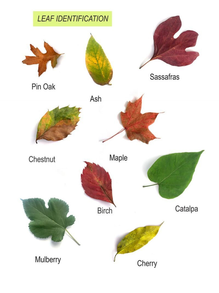 Flower Leaf Identification Chart