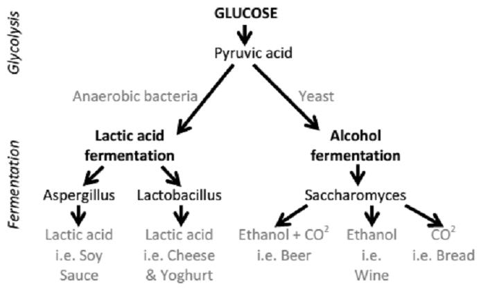 FOOD PRESERVING THE FERMENTATION PROCESS