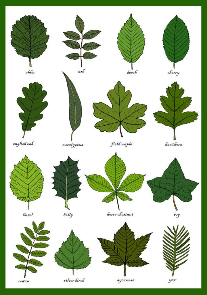 Free Printable Leaf Identification Chart Printable Leaves