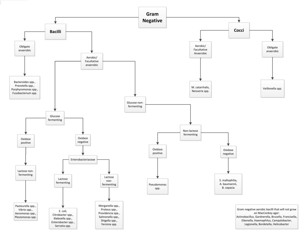 Gram Negative Bacteria Flow Chart A Visual Reference Of Charts Chart 