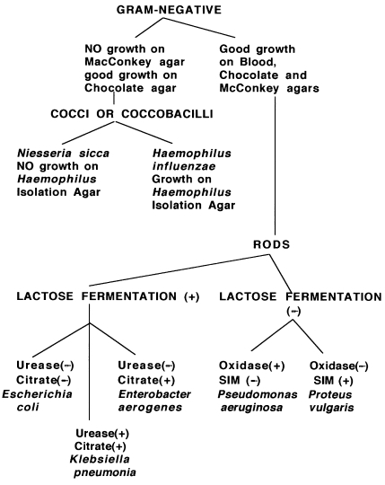 Gram Negative Cocci Flow Chart Jethro Jeff