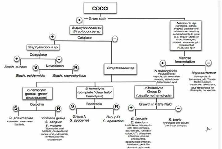 Gram Negative Cocci Flow Chart