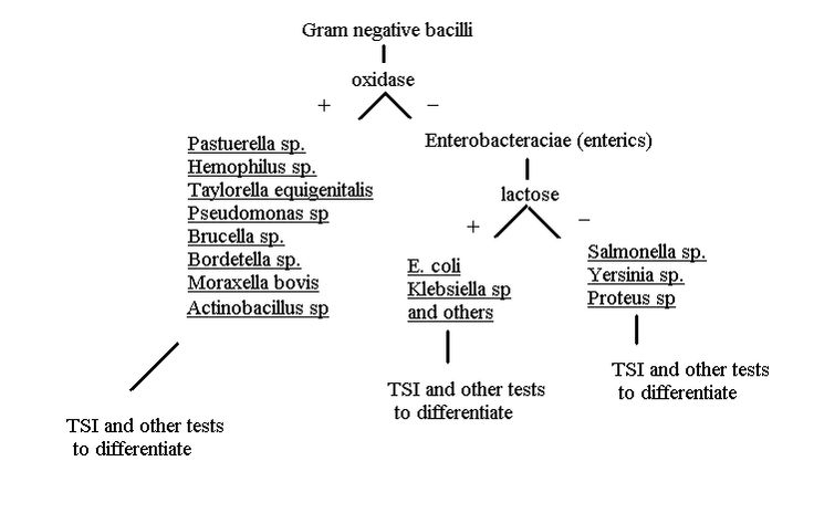 Gram Negative Rods Flow Chart