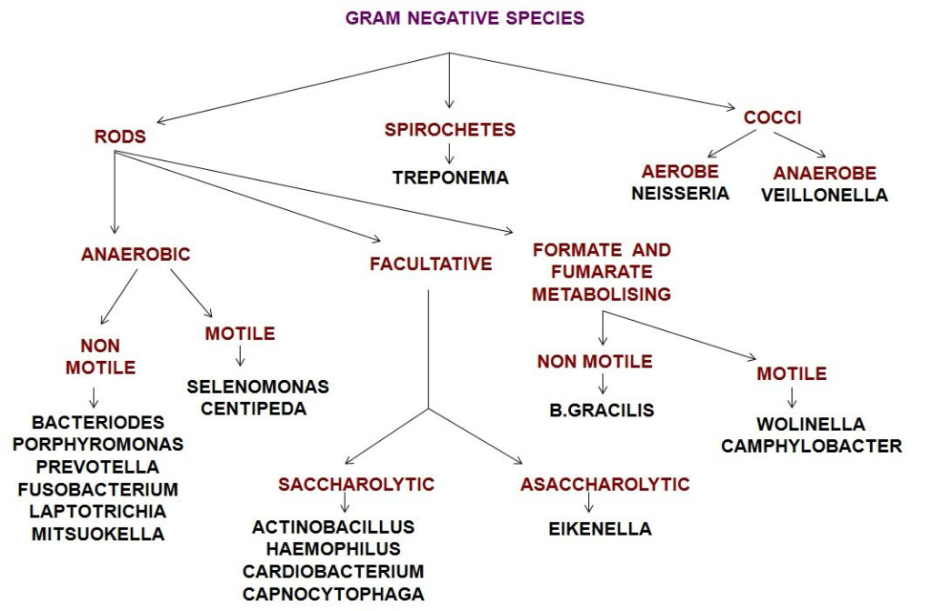 Gram Negative Rods Flow Chart