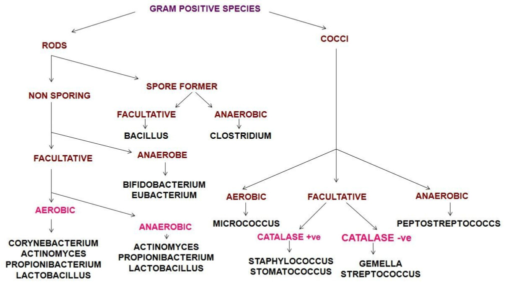 Gram Positive And Negative Bacteria Flow Chart Kadinsalyasam