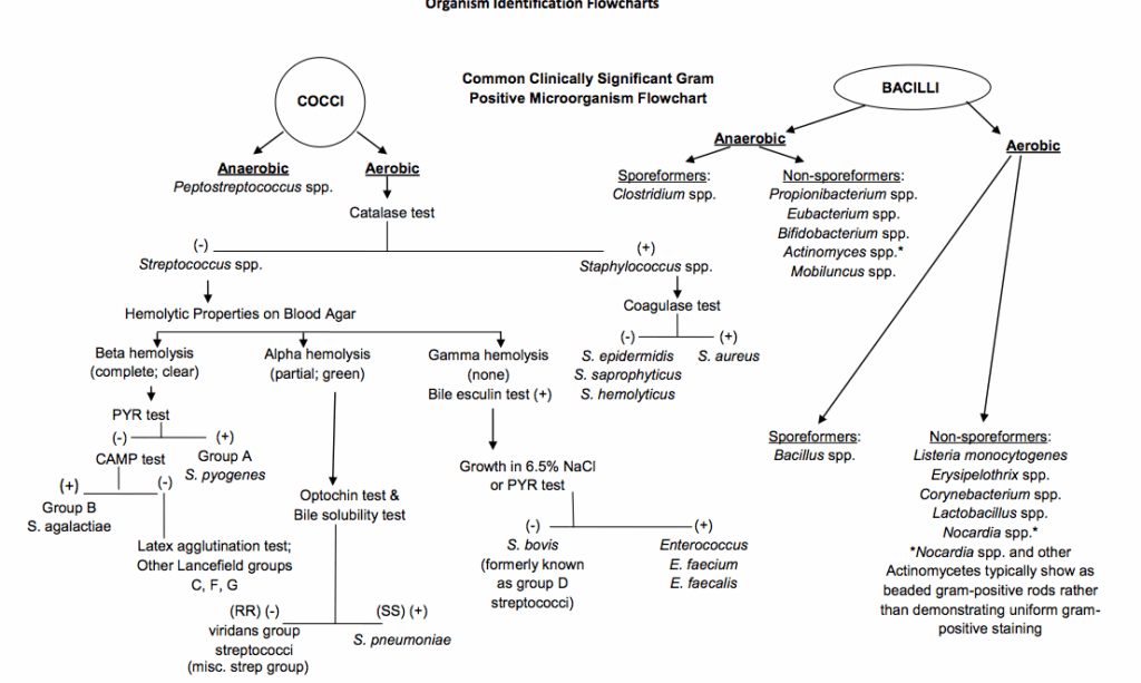 Gram Positive Flow Chart Interpret Radar Charts