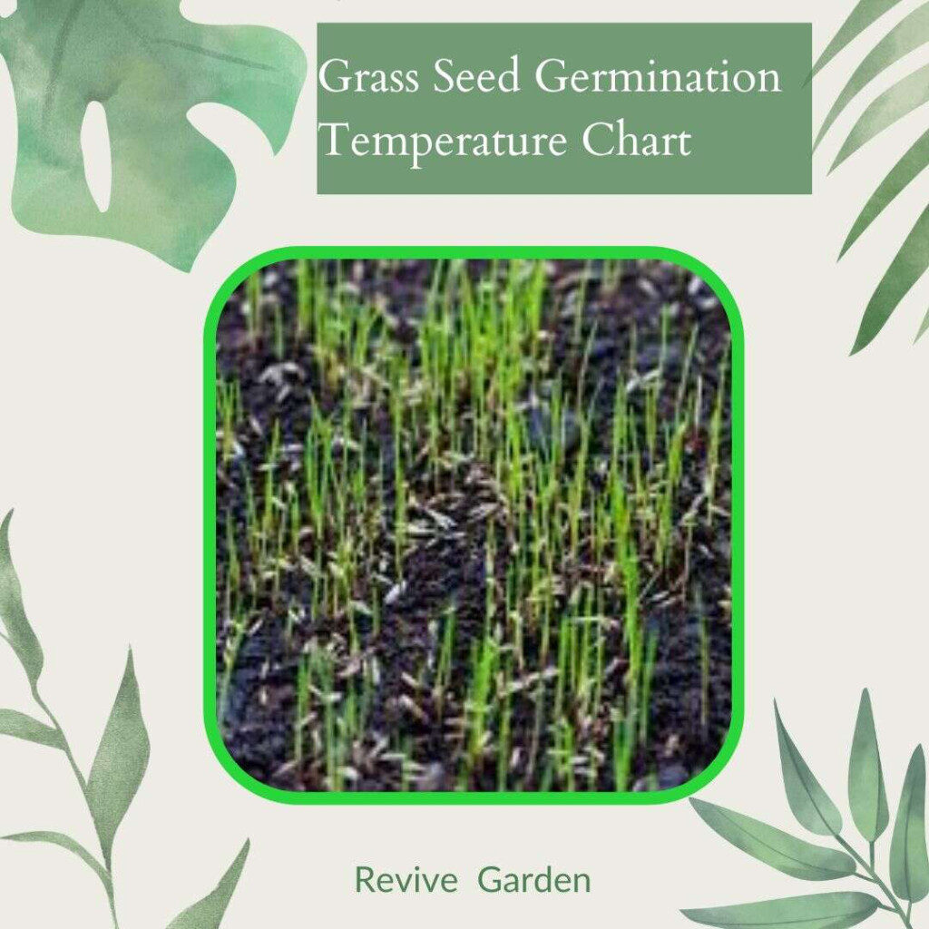 Grass Seed Germination Temperature Chart Revive Garden
