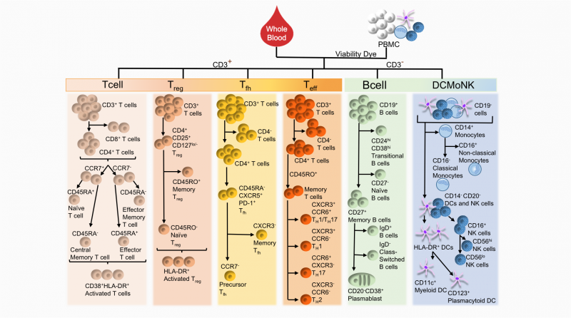 Great List Of Flow Cytometry Cd Markers Cancer Stuff Vrogue co