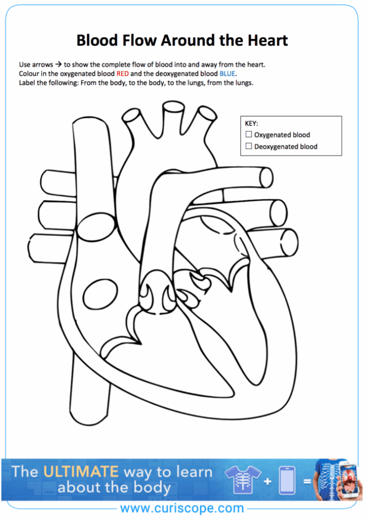 Heart Anatomy And Blood Flow Worksheet Anatomy Worksheets