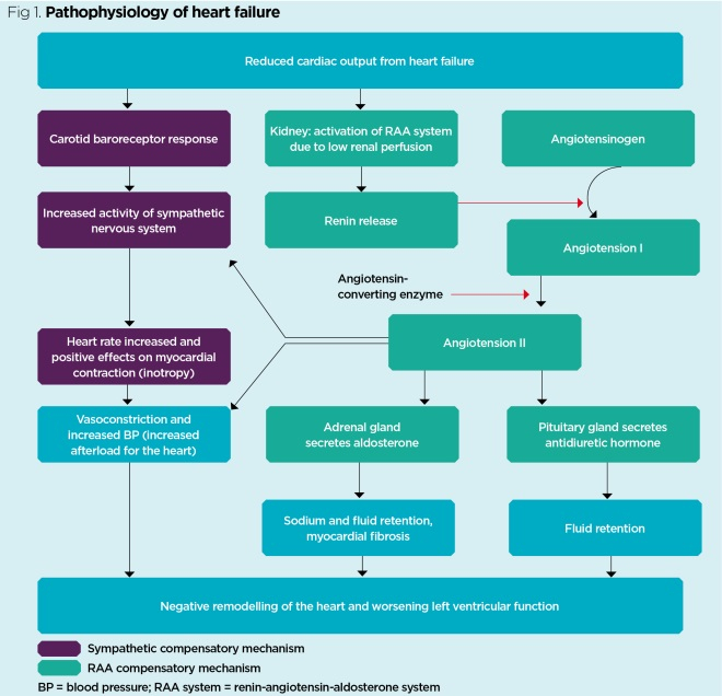 Heart Failure Pathophysiology Flow Chart Keski