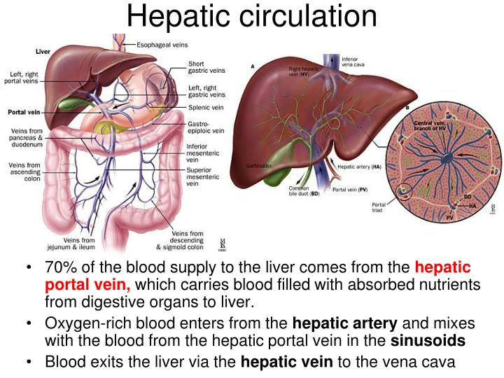 Hepatic Circulation Diagram Vrogue co