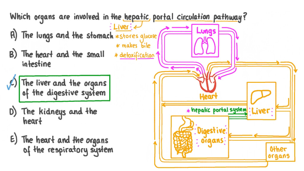 Hepatic Portal System Flow Chart
