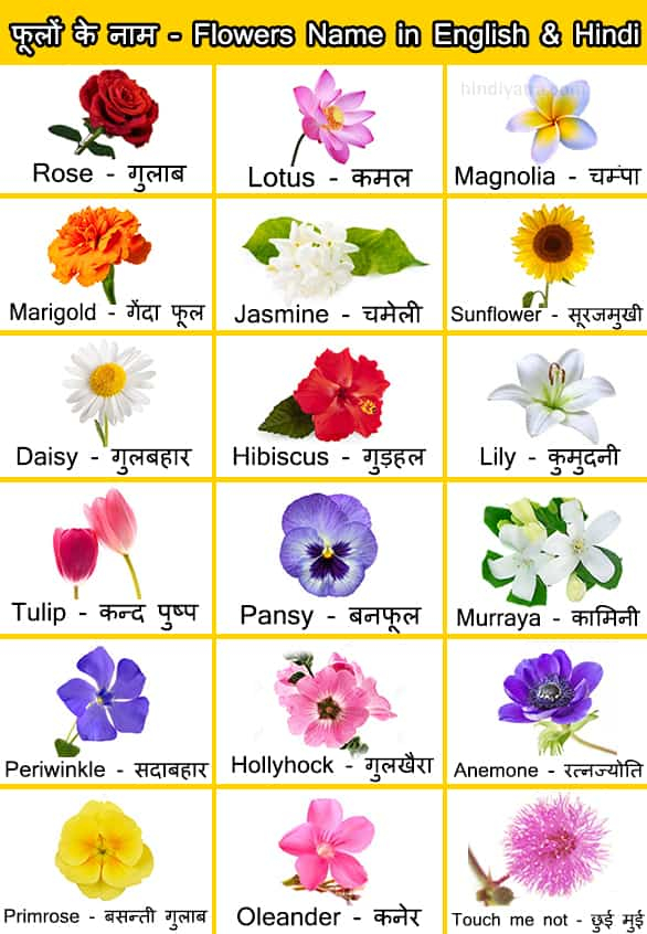 Hindi Flowers Chart Hindi Language Learning Flower Chart Hindi Alphabet 