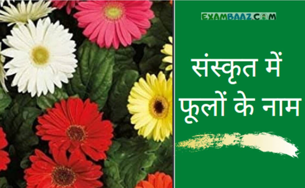 Hindi Flowers Chart Hindi Language Learning Flower Chart Hindi Alphabet 